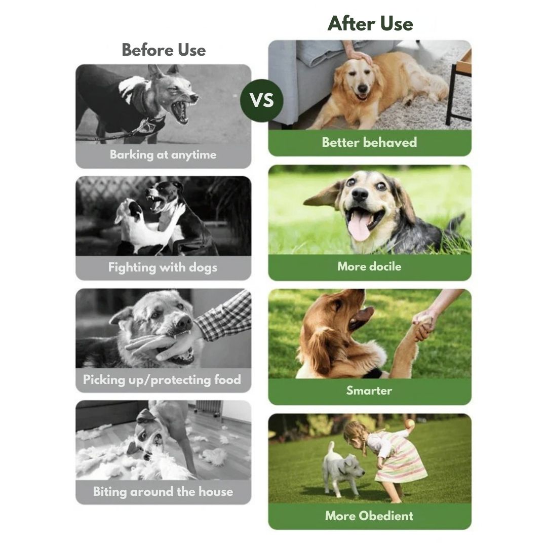 Premium Dog Training Collar & Remote Control
