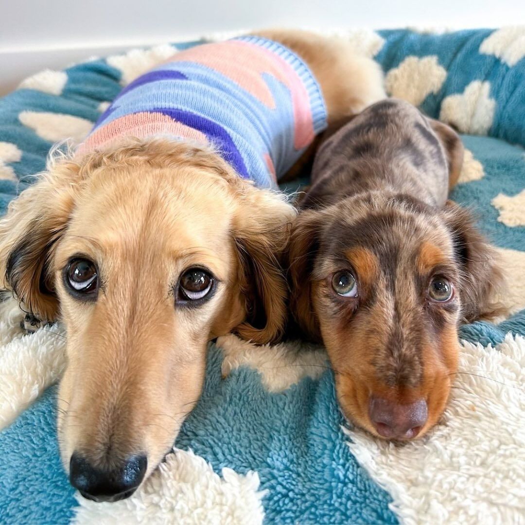 Premium Round Donut Dog Bed