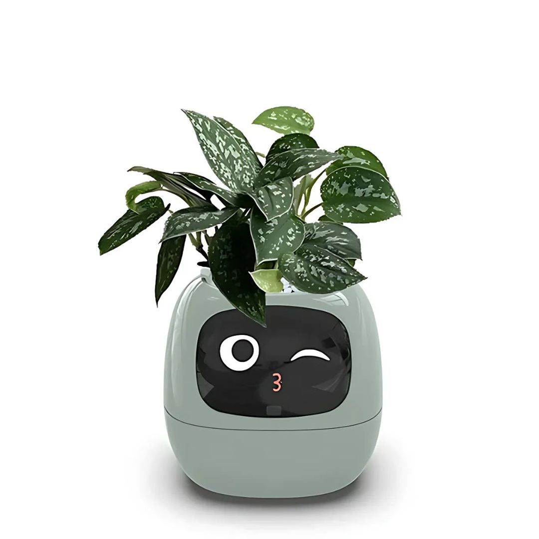 Premium Plant Pot