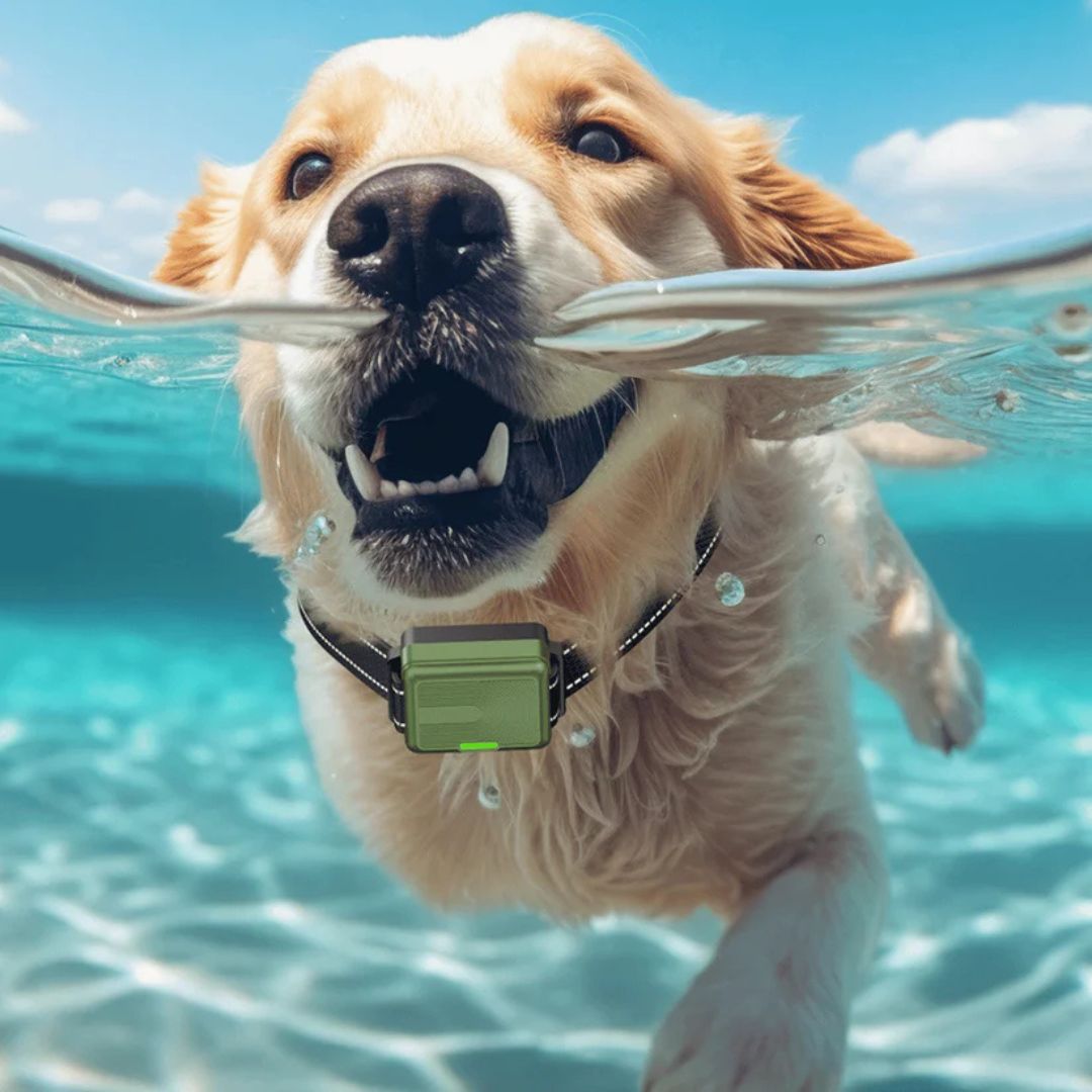 Premium Dog Training Collar & Remote Control